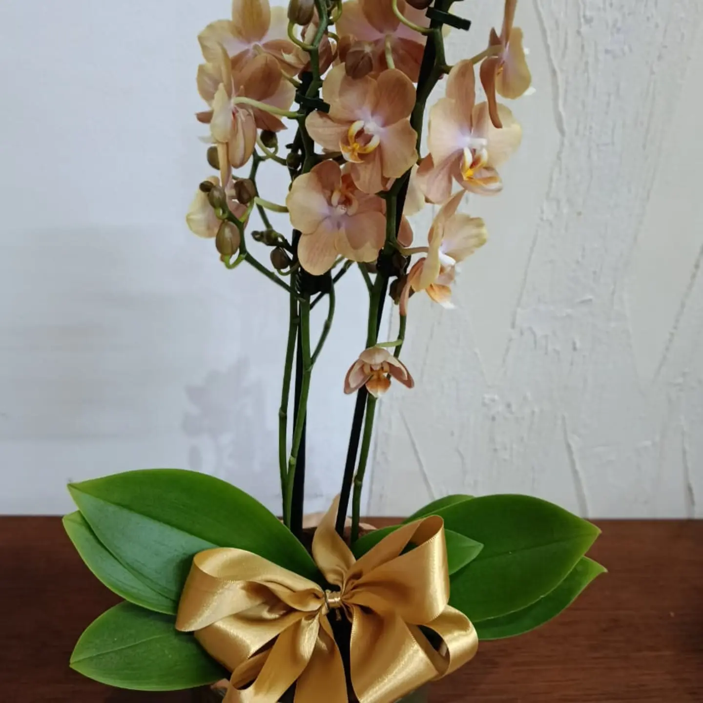 Orquídea em tom pêssego com laço dourado